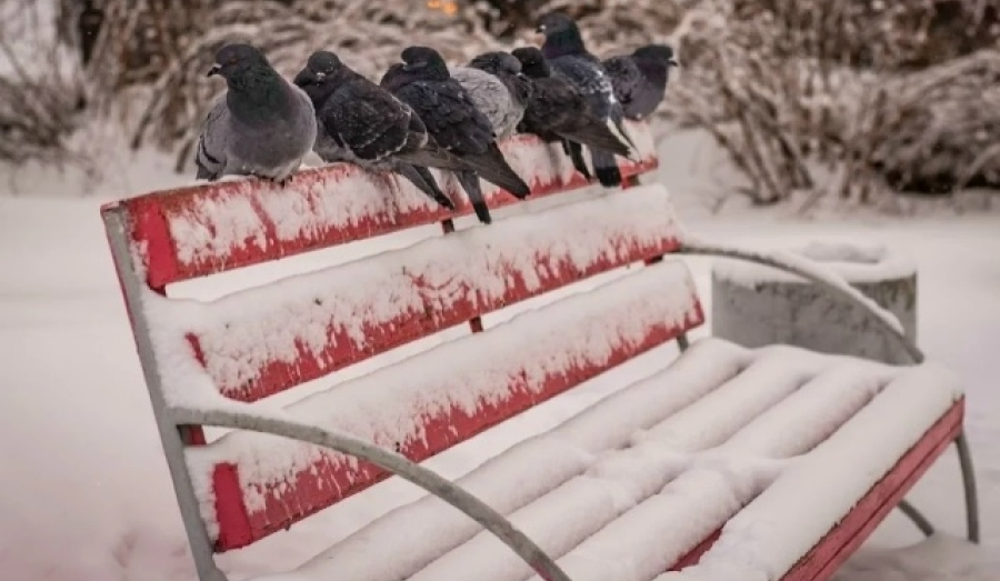 Погода в Новосибирске на выходные: снегопады и резкое похолодание