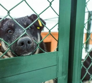 Новый приют для бездомных собак открылся в Новосибирске