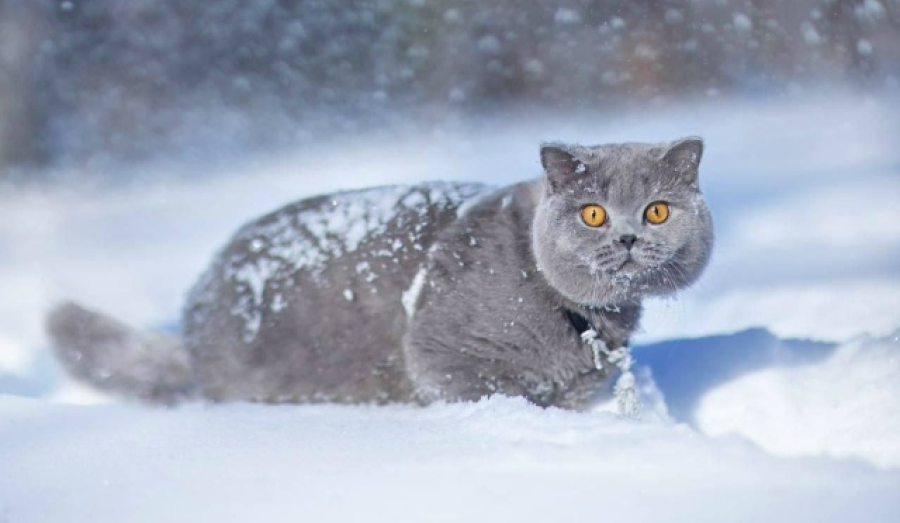 Кот из Новосибирска возглавил мировой рейтинг World Cat Federation