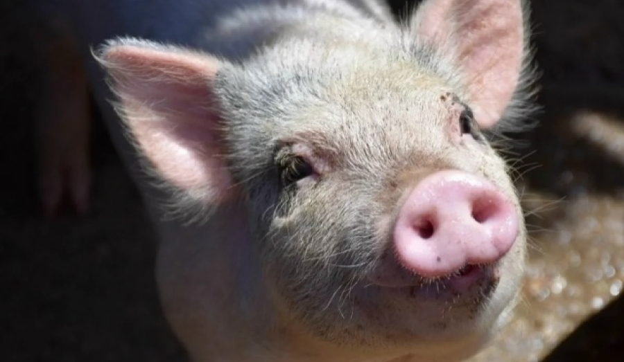 Новосибирские ученые создадут свиней-доноров для пересадки органов человеку
