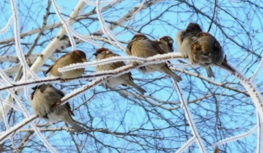 В Новосибирскую область после морозов придет мощное потепление