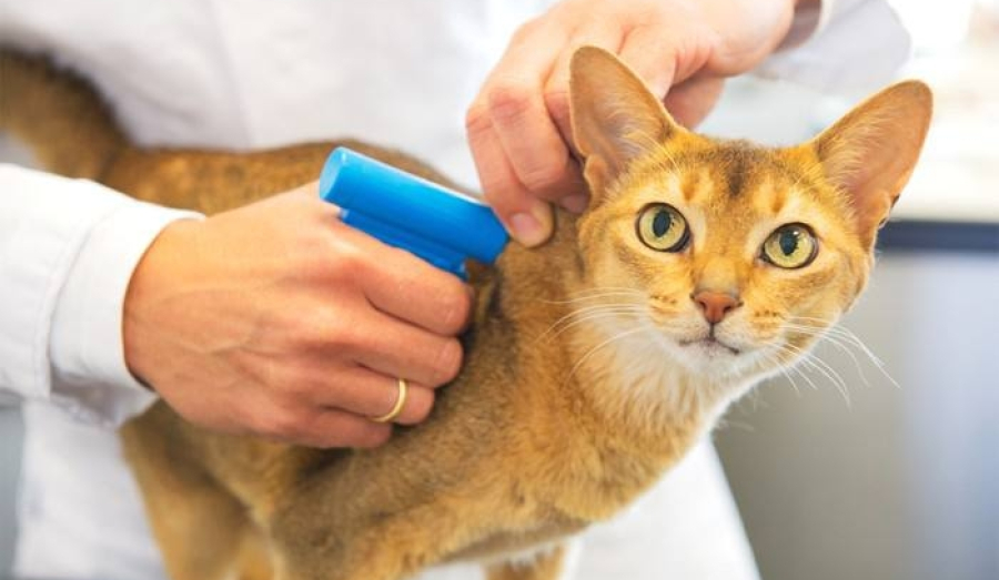 Очередной побор: Владельцев кошек и собак в России могут обязать чипировать питомцев и ставить их на учёт