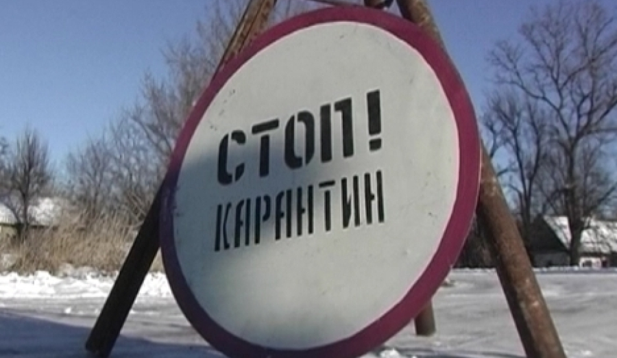 Карантин по бешенству объявили в двух сёлах Новосибирской области