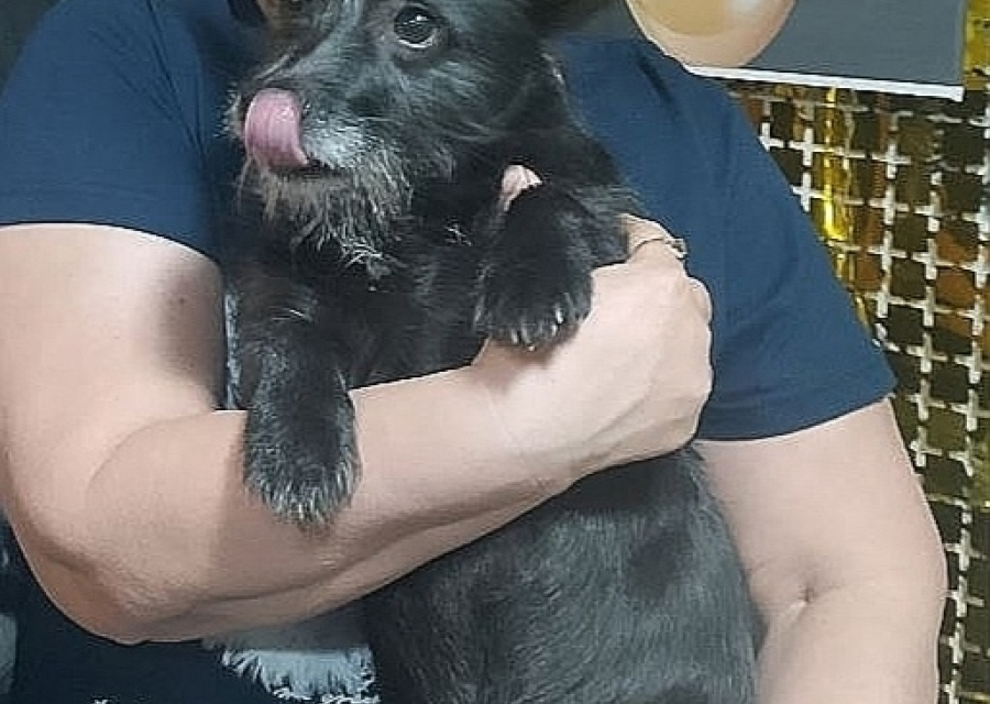 На трассе Р-254 на участке от Чулыма до Каргата потерялся пёсик по кличке Гриня