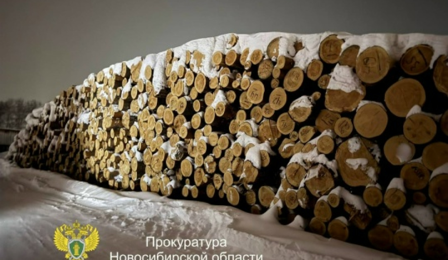 Двоих новосибирцев задержали за незаконную рубку леса на 7,3 млн рублей