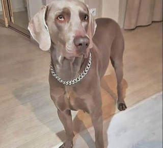 Веймаранер из Новосибирска по кличке Гилай пропал 9 октября 2025 года