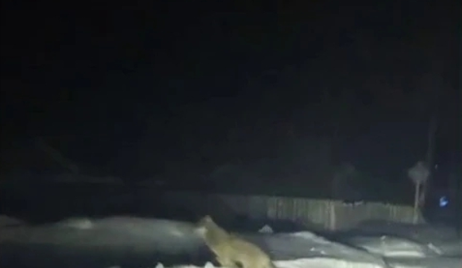 Волки забрались в село Бергуль под Новосибирском