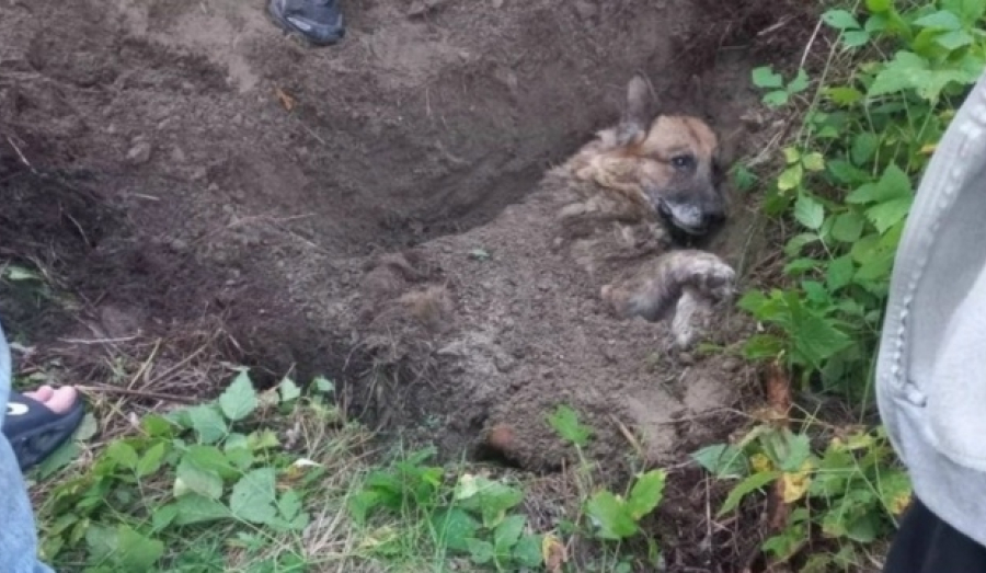 Жестокое убийство собаки под Новосибирском