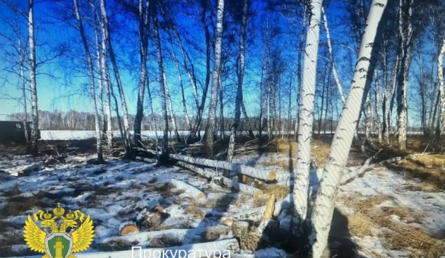Мужчину в Новосибирской области судят за незаконную вырубку леса
