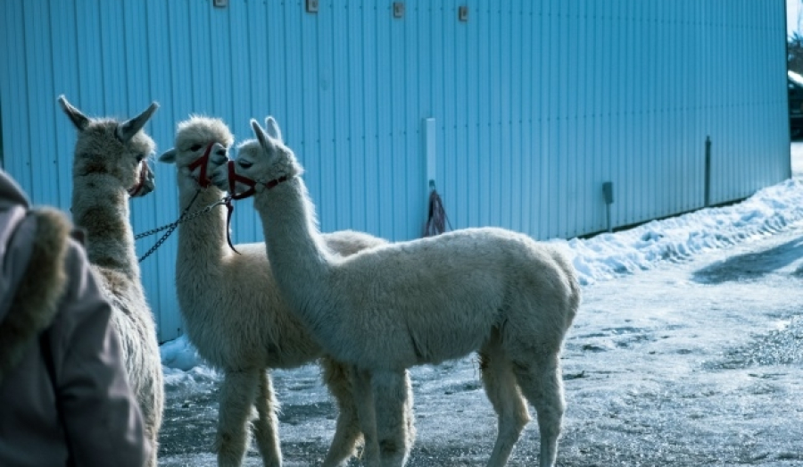 Передвижной зоопарк незаконно показывал альпак под Новосибирском