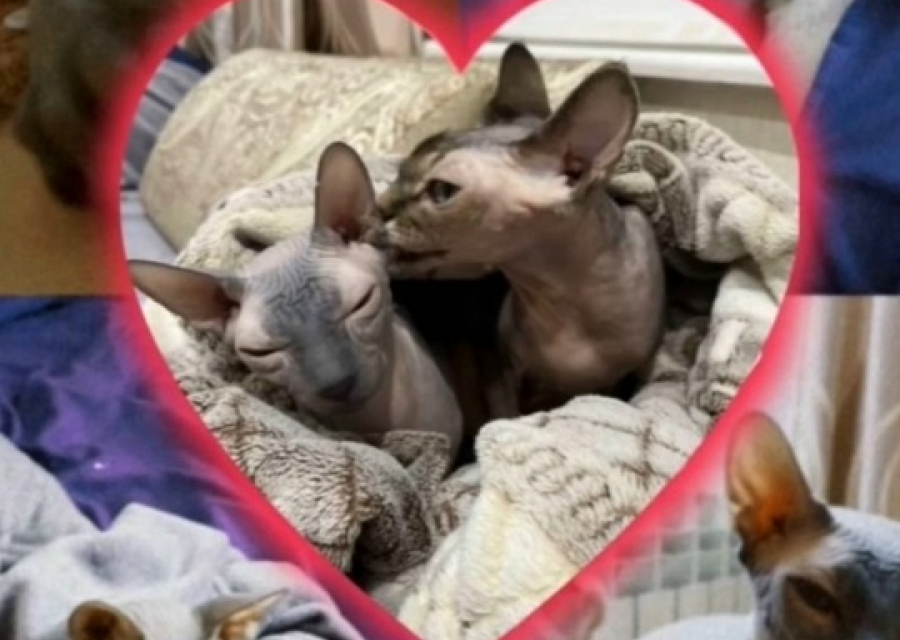 Ищу донора крови для своего котика