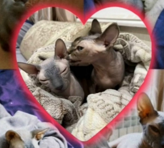 Ищу донора крови для своего котика