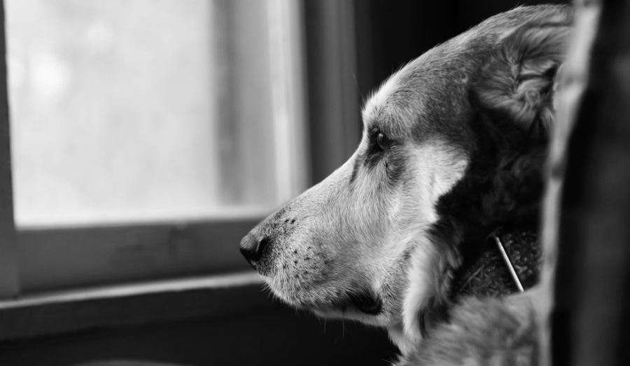 Пьяный новосибирец сбросил собаку с моста и получил условный срок