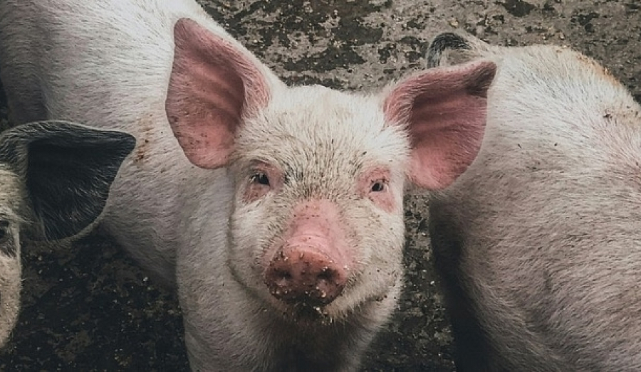 Новосибирский свинокомплекс оплатит в рассрочку ущерб природе на 2,3 млрд