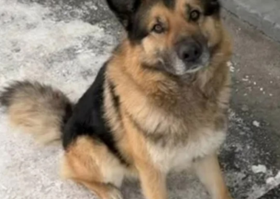 Помогите, пожалуйста, найти питомца по кличке Спайк 