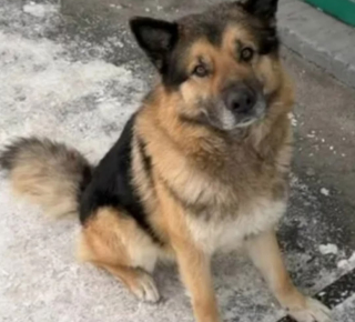 Помогите, пожалуйста, найти питомца по кличке Спайк 