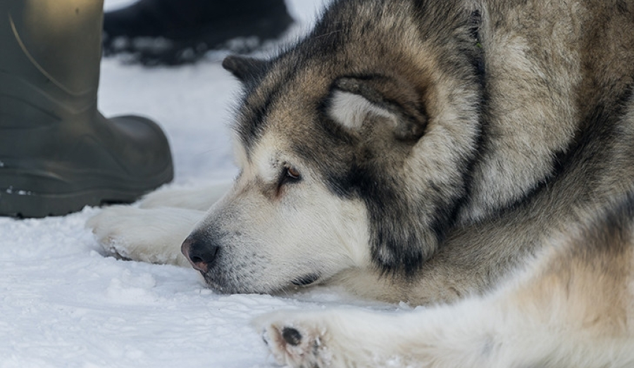 Февраль обещает быть морозным в Новосибирске!