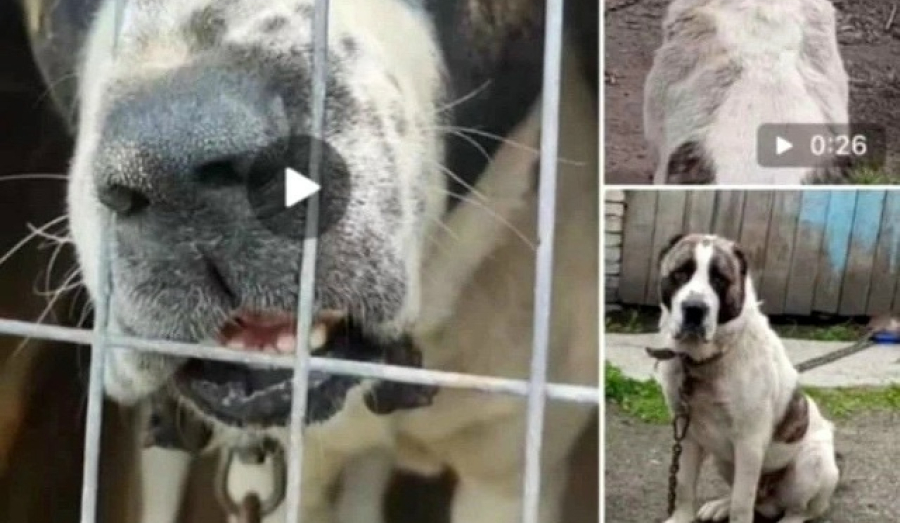 Жестокое обращение с животными в передержке