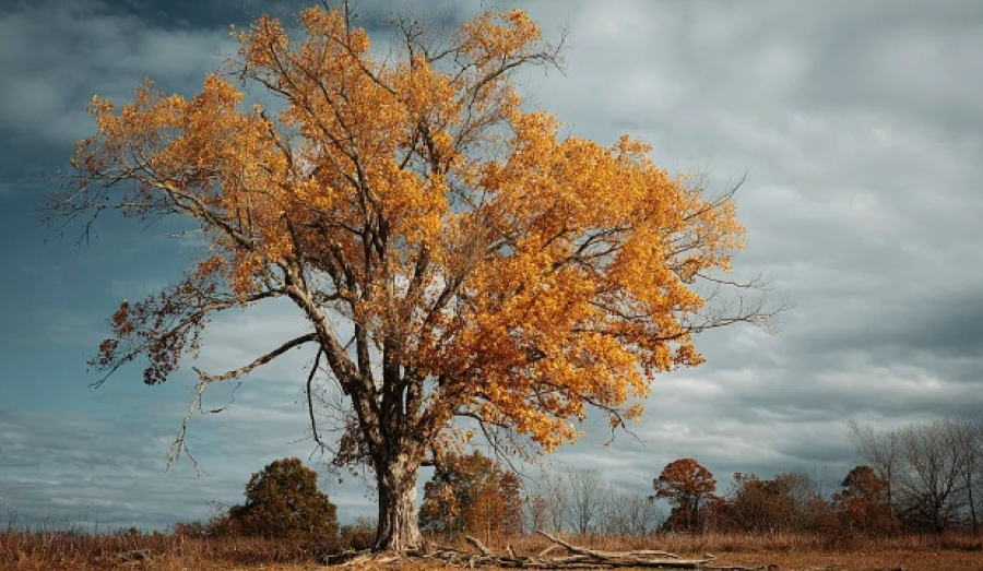 Новосибирцы начнут платить штрафы из-за американских клёнов на участке