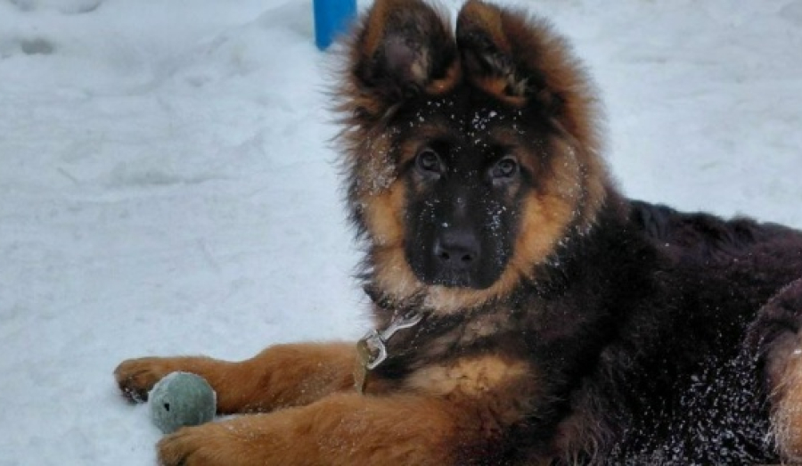 Налог на выгул собак: новое предложение