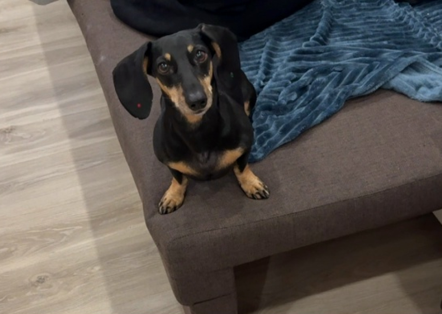 Потерялась собака на Затулинке