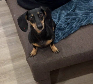 Потерялась собака на Затулинке