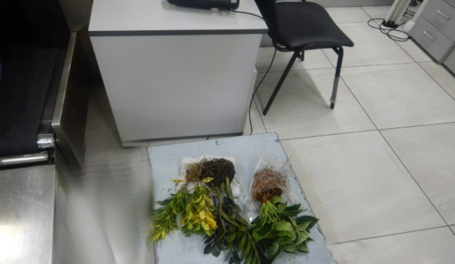 Жительница Новосибирской обл получила срок за провоз наркотических растений