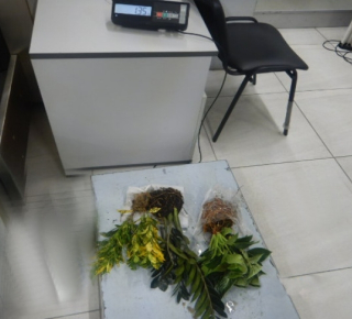 Жительница Новосибирской обл получила срок за провоз наркотических растений