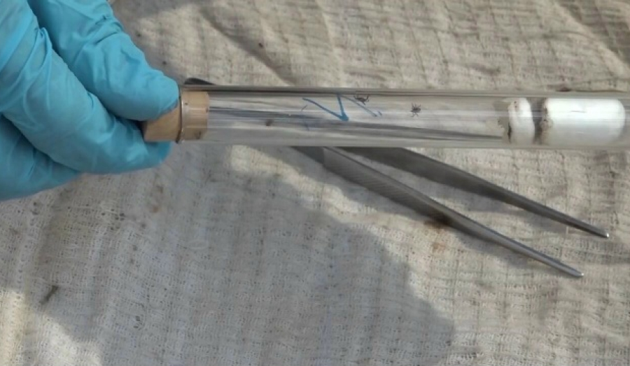 Клещи вышли на охоту в Новосибирске раньше срока