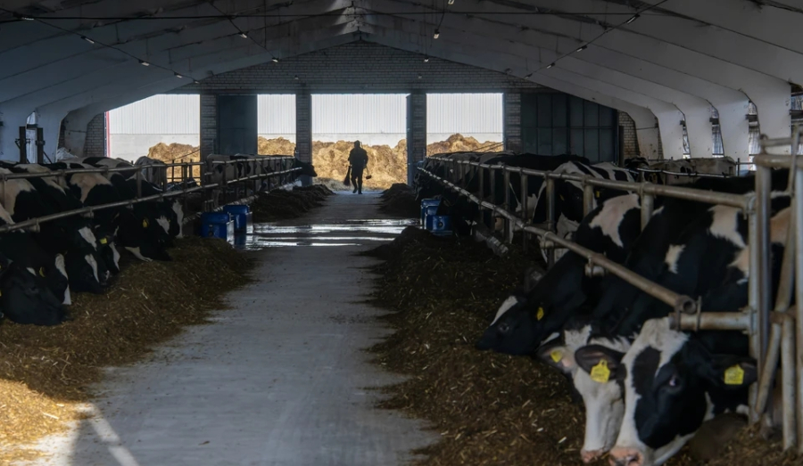 Новосибирские фермеры получат компенсацию за изъятый из-за бешенства скот