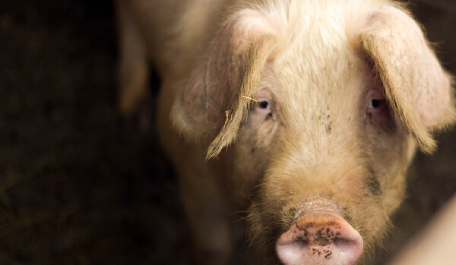 Уничтожение скота в Новосибирской области