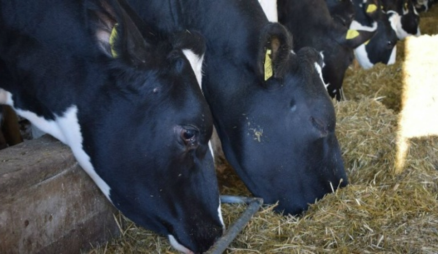 Минсельхоз опроверг слухи о вспышке ящура в Новосибирской области