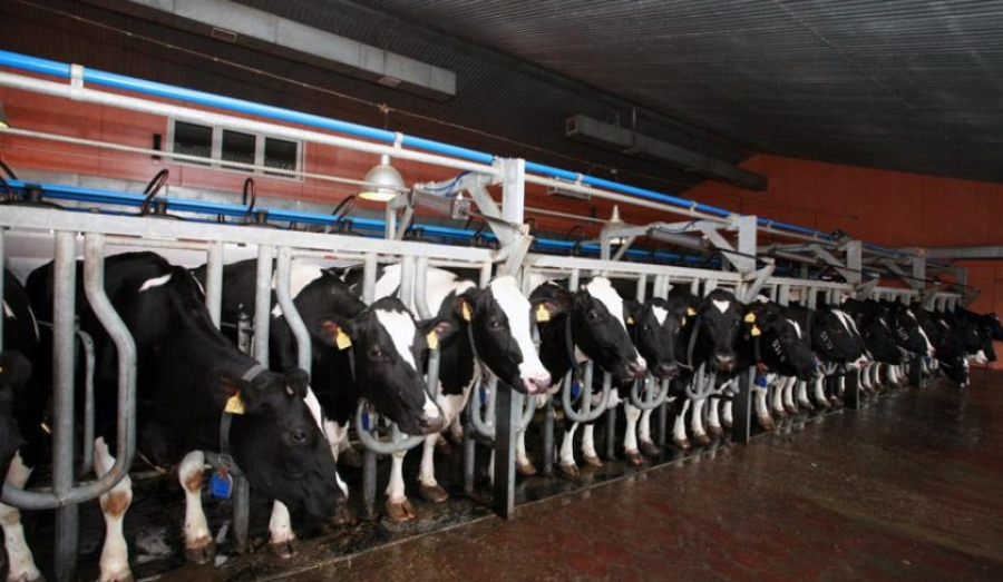 Племзавод «Ирмень» поставляет продукцию во время карантина