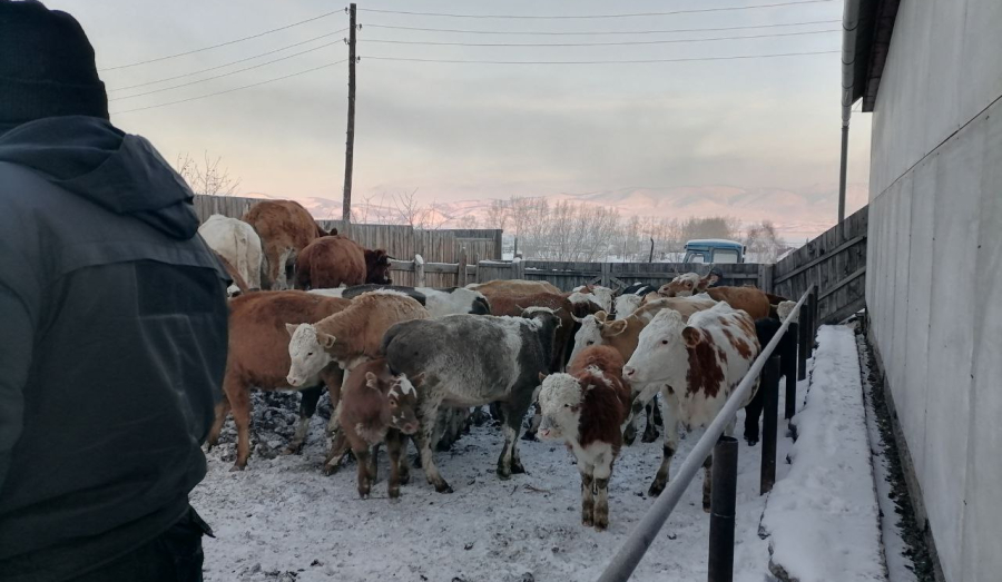 В село Чернокурья нагрянули ветеринары с полицией для изъятия скота
