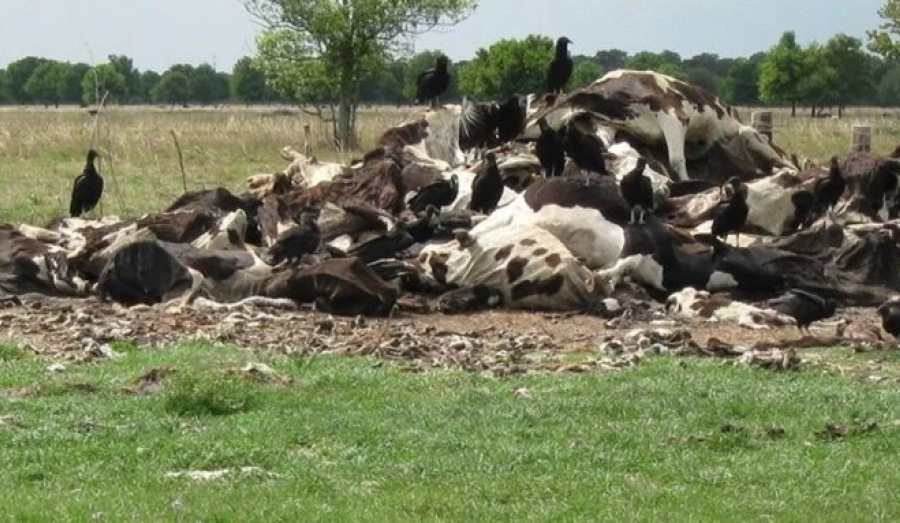 В Купинском районе уничтожили скот