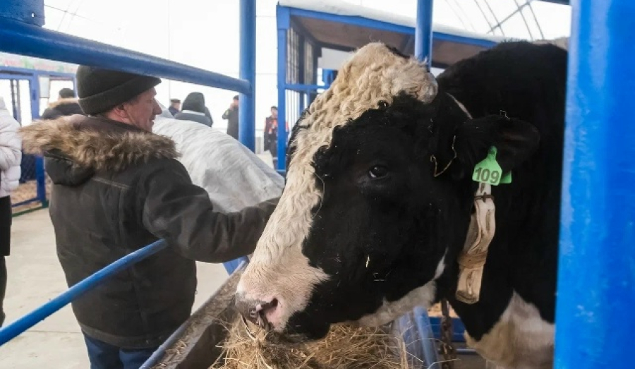 Поддержка для семей, лишившихся скота: выплаты и помощь