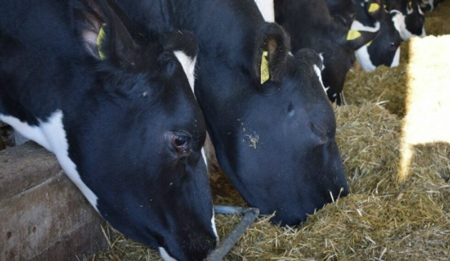 Обращение жителей Новопичугово к Путину и Бастрыкину из-за изъятия скота