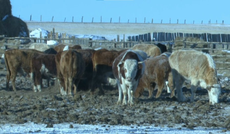 Полиция призвала не мешать работе ведомств во время карантина