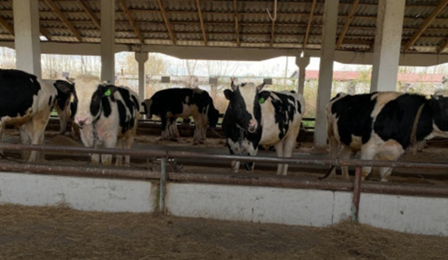 Компенсации на покупку молодняка в Новосибирске вместо изъятых животных