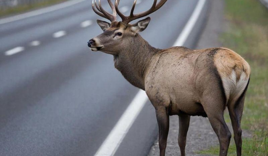 Штрафы до 400 000 рублей за сбитых оленей на дороге