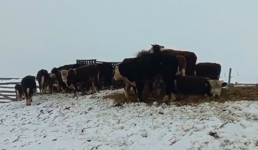 Режим ЧС в Новосибирской области на фоне заболеваний животных