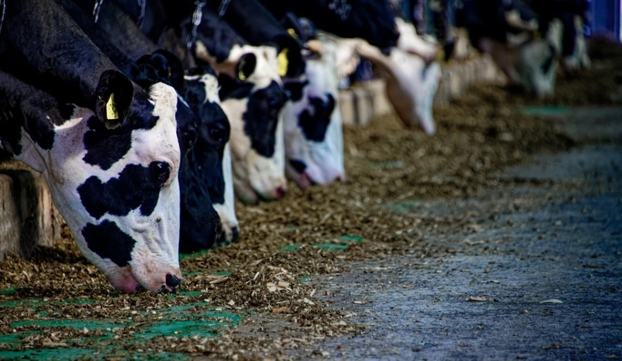 Карантин снимут спустя месяц после последнего заражения скота