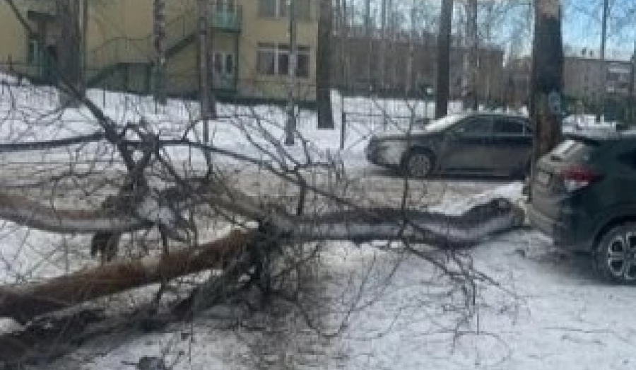 Чиновник Новосибира осуждён за падение дерева на детей