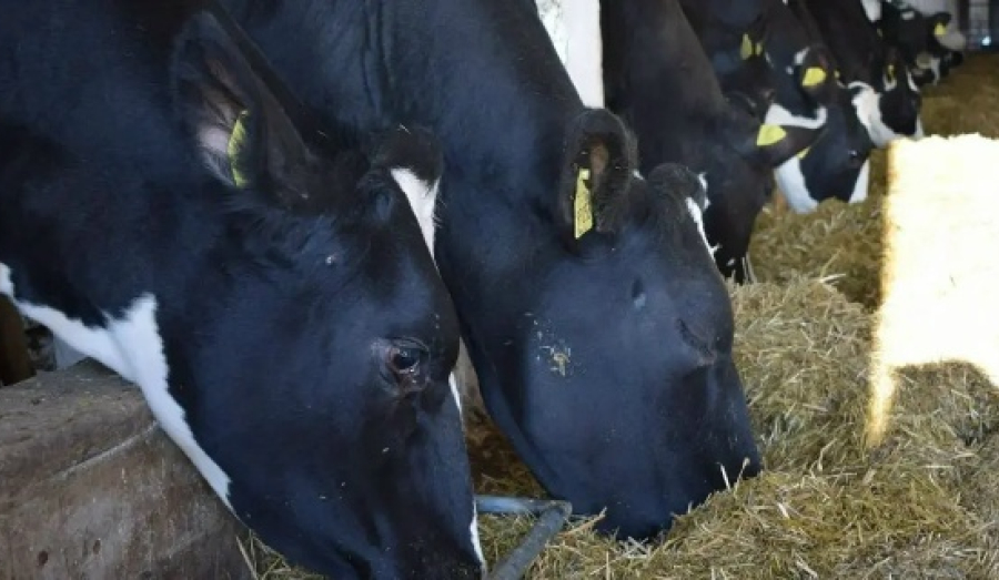 Изъятие заражённого скота в НСО затронет около 180 семей