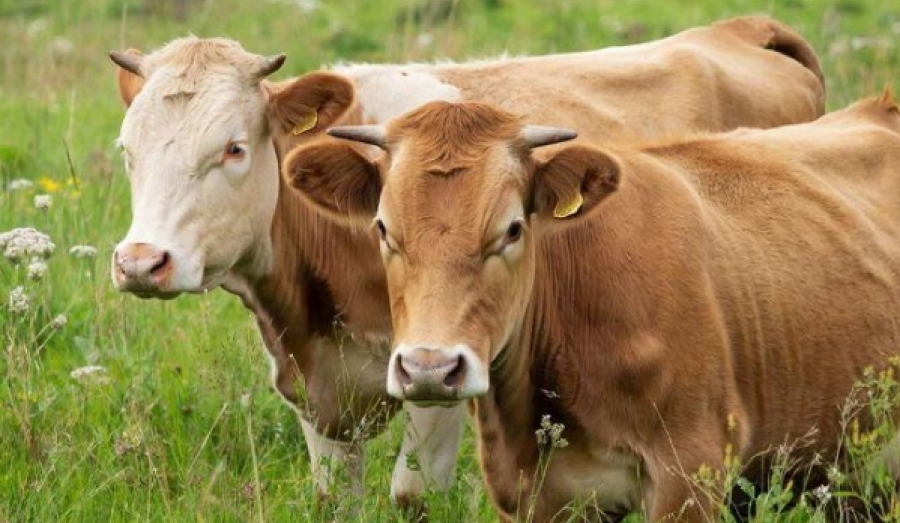 В Новосибирской области отменили карантин в двух сельсоветах