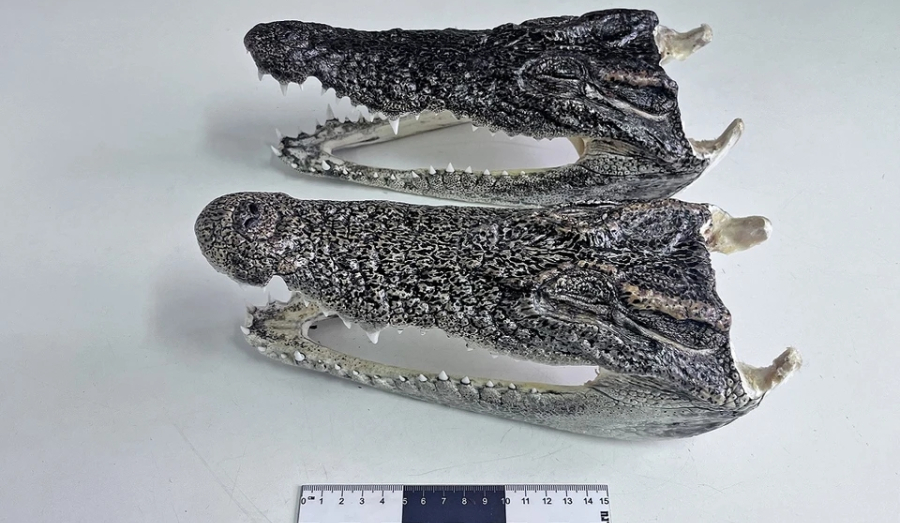 Две головы крокодила нашли у пассажира из Таиланда в Новосибирске