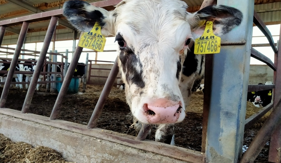 Беларусь запретила ввоз сельхозпродукции из Новосибирска