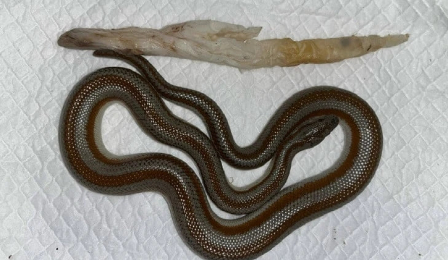 Ветеринары спасли удава Васю из Новосибирска