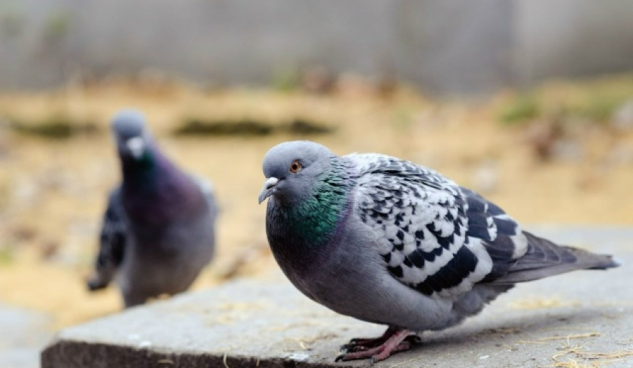За кормление голубей у дома грозит штраф до 3 тысяч рублей