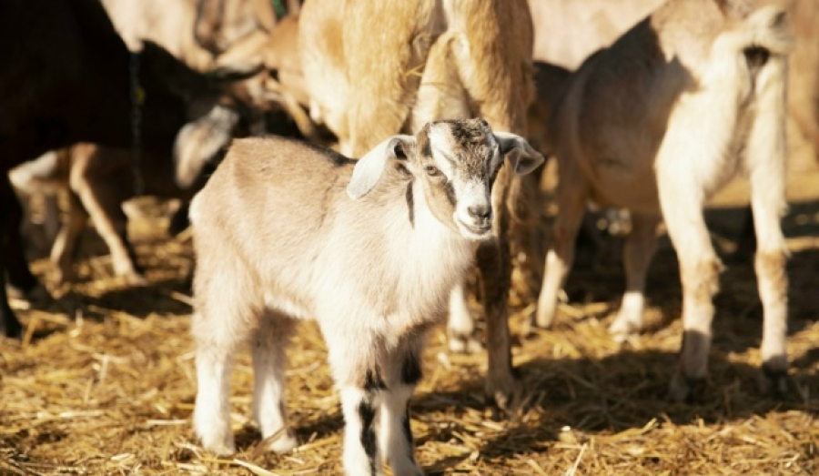 Изъятие скота в Новосибирской области завершено
